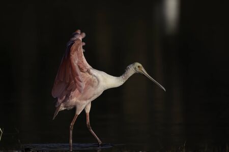 Roseate spoonbill walks along the shore with open wingsの写真素材