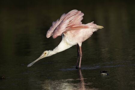 Roseate spoonbill with stretched out neck and billの写真素材