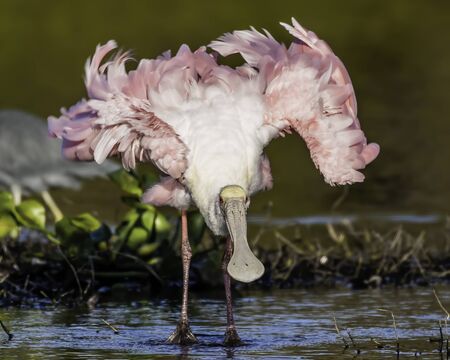 Roseate spoonbill shakes the water from its feathersの写真素材