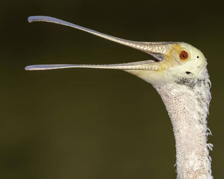 Close up of a roseate spoonbill's open beak and faceの写真素材