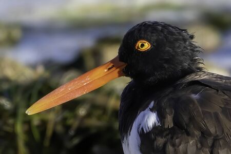 Closeup of an American oystercatcherの写真素材