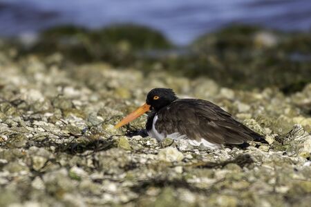 American oyster catcher resting on the rocky shore - Floridaの写真素材