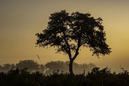 Early morning silhouette of a field and tree in Florida, USAの写真素材