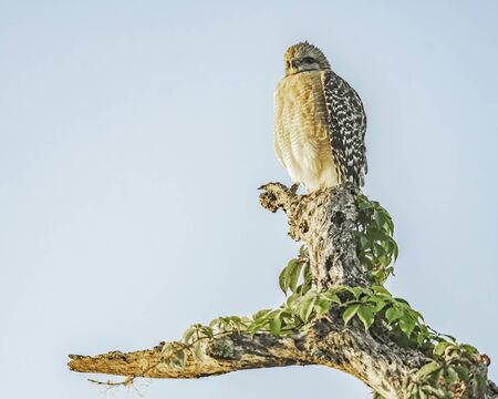 Red shouldered hawk sits perched on a dead tree - Floridaの写真素材