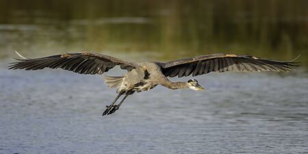 Great blue heron flies over a lake in Floridaの写真素材