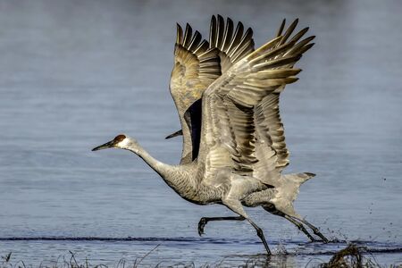 large gray birds with red head - sandhill cranesの写真素材