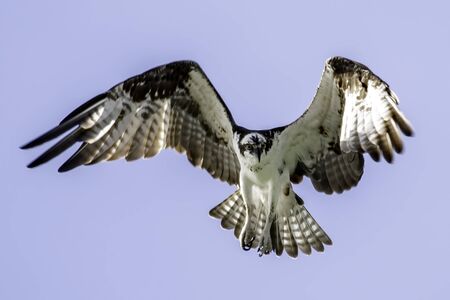 Osprey hangs overhead searching the water for fishの写真素材