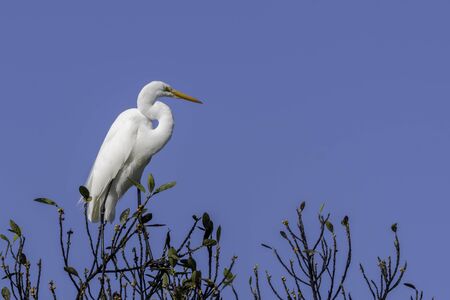 Great egret perched at the top of a treeの写真素材