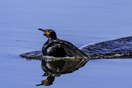 Cormorant lands in blue waters with a reflection of his landingの写真素材