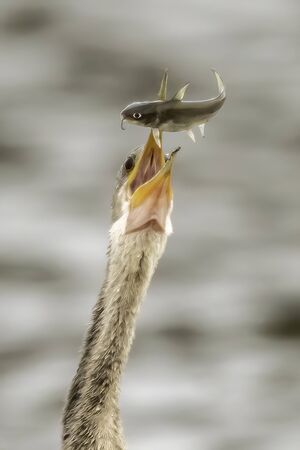 Anhinga tossing up a fish and eating it