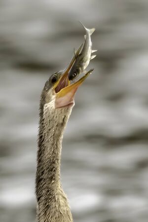 Anhinga tossing up a fish and eating it