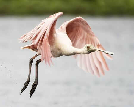 Spoonbill flying over a lake