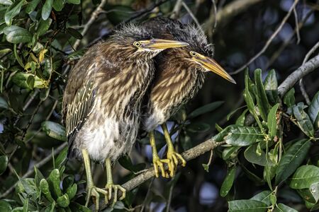 Juvenile green herons sitting together on a branchの写真素材