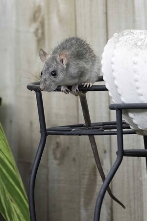Rat with a long tail in a neighborhood back yard - Floridaの写真素材