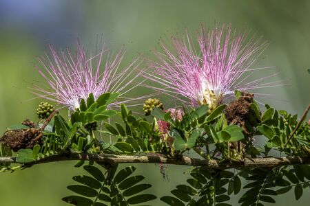 Mimosa flowers on a treeの写真素材