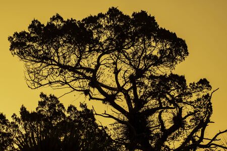 Silhouette of trees as the sun rises behind - orange sky