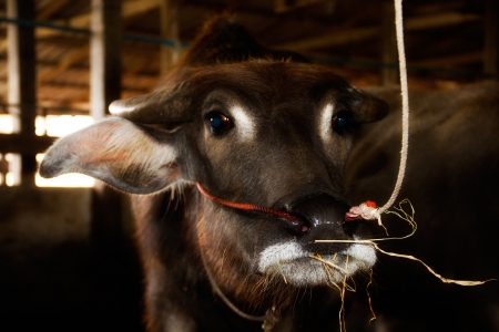 keep life keep world  buffalo の写真素材