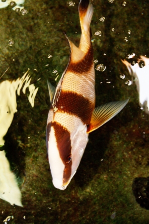 Fish Farmの写真素材