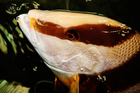 Close-up Fish Farmの写真素材