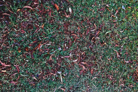 Leaves background