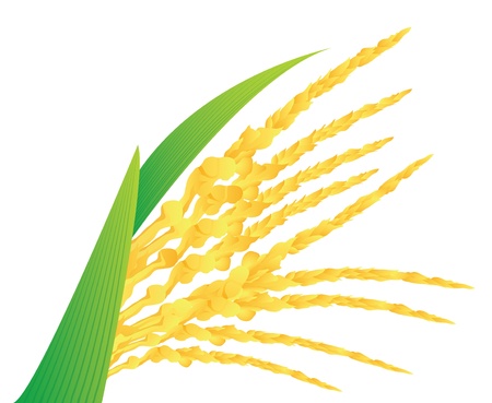Vector illustration of Coconut flowerのイラスト素材