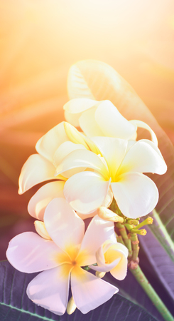 Plumeria flowers with colors and light in the summer. design for brochure, roll up of summerの写真素材