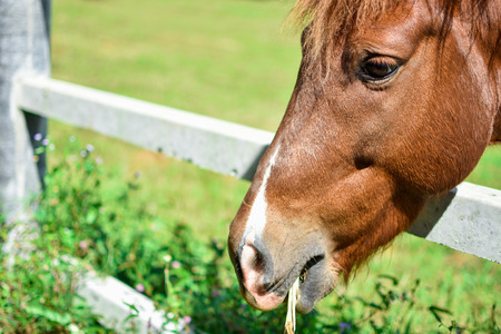 Closeup head horse with grass background.の写真素材