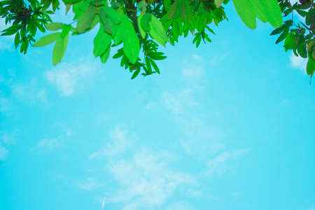 Green leaves border nature background
