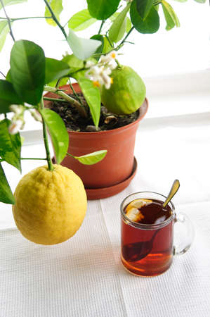 Large lemon growing in the home on the windowsill in Siberia in winter.