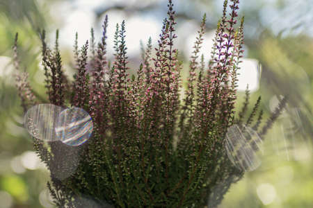 Russia, Samara, September, 2020, Heather