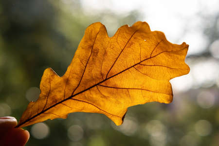 Russia, Samara, September, 2020, Oak leafの写真素材