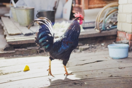 Chicken walking through the yardの写真素材