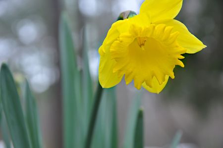 Detailed Daffodil hanging over as if to give sunshine or lightの写真素材