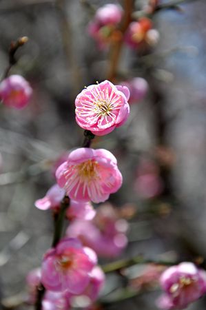 pink plum tree flower on branchの写真素材