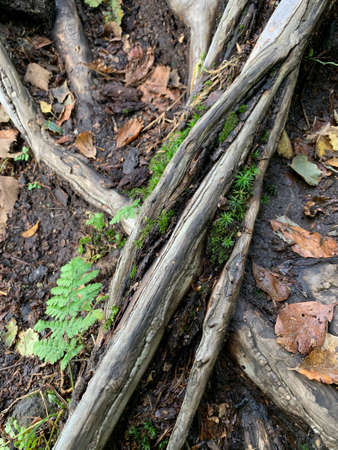 Cracked old root with tiny moss