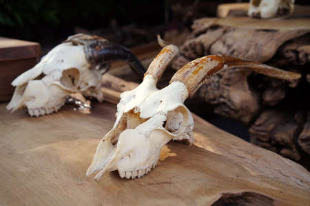 Plastic Resin Goats skull on wooden (skull model is made of plastic) for sale in market , selective focusの写真素材