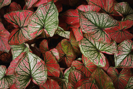 Top view of Colorful ornamental leaves of Caladium or Angel Wings or Heart of Jesus and elephant ear , The tropical foliage plant for backgroundの写真素材