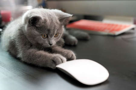 Kitten British Shorthair cat looking at a mouse at Business workplace with computer, wireless mouse...