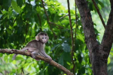 Cute Baby Monkey on tree in forest . Animal conservation and protecting ecosystems concept.の写真素材