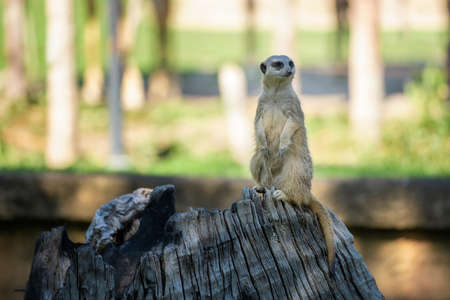 Slender-tailed Meerkat or Suricata suricatta standing on a timber, Meerkat is a small carnivore...