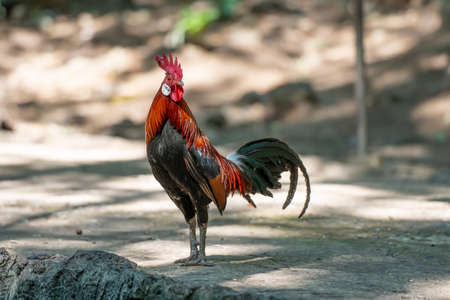 Bantam cock ,Beautiful Thai bantam chicken in fram after the rain stops. Animal conservation and...