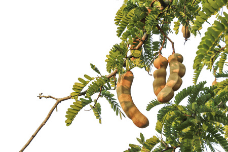 Tamarind tree  isolated on white backgroundの写真素材