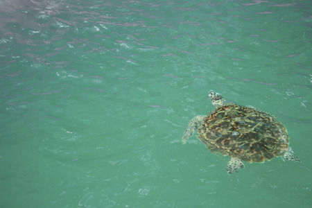 Giant sea turtle is swimming in a  turtle conservation tank.の写真素材