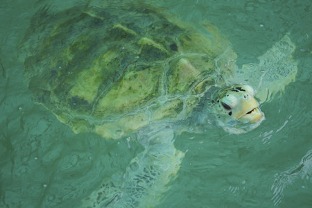Giant sea turtle is swimming in a  turtle conservation tank.