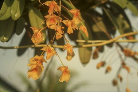 yellow orchids Bunch of YelloW Honey fragrant orchid ( Dendrobium aggregatum var majus) on large...
