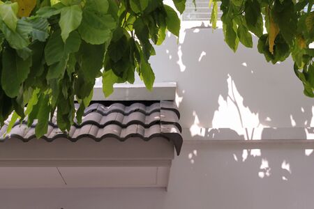 Green trees covered the roof tiles.