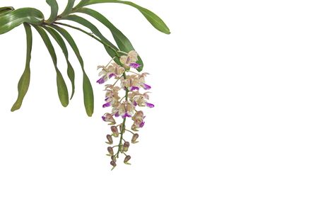 Beautiful white and purple orchids with long green leaves, Orchids Aerides falcatum in Thailand. and isolated on white background.の写真素材