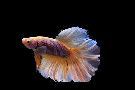 Siamese Fighting Fish,  beautiful tail of gold ,yellow & pink fighting fish on black background.Colourful gold Betta fishの写真素材