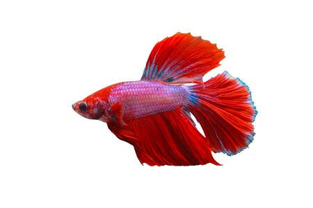 Siamese Fighting Fish,  beautiful tail of red & pink fighting fish on white background.Colourful Betta fishの写真素材
