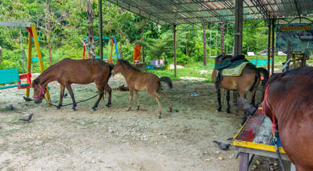Sky view cafe, Chanthaburi, Thailand. May 31, 2020 : Bright atmosphere,Horses that were raised, by the temple, in front of the entrance to the Sky View Cafe viewpoint,  Chanthaburiのeditorial素材